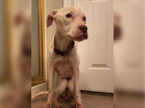 空き家に置き去りにされて、餓死寸前だった犬　数か月後の姿にびっくり