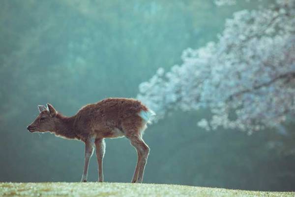 桜とシカの美しい写真のはずが？　吹き出す人が続出した理由がこちら