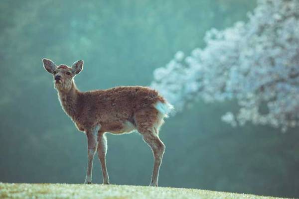 桜とシカの美しい写真のはずが？　吹き出す人が続出した理由がこちら