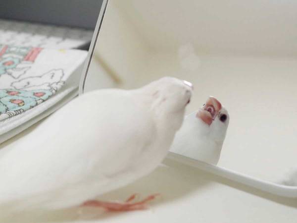 鏡と向かい合う文鳥さん　何をしているのかというと…？