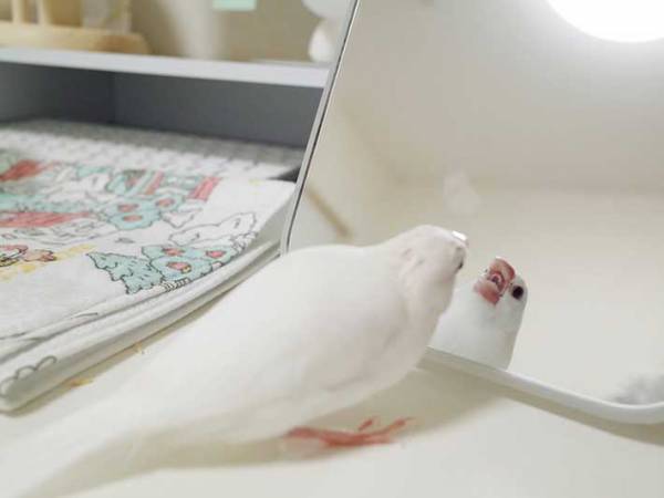 鏡と向かい合う文鳥さん　何をしているのかというと…？