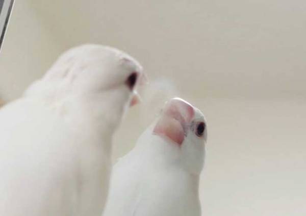 鏡と向かい合う文鳥さん　何をしているのかというと…？