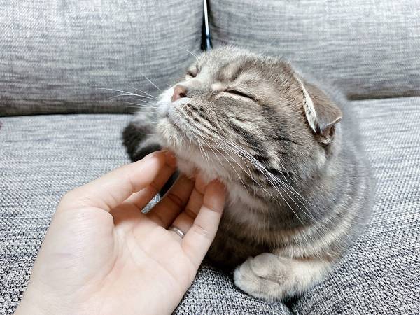 アゴをなでられ、気持ちよさそうな猫　急に手を止めると？　「可愛すぎる」「表情のギャップ」