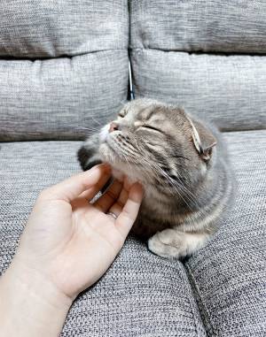 アゴをなでられ、気持ちよさそうな猫　急に手を止めると？　「可愛すぎる」「表情のギャップ」