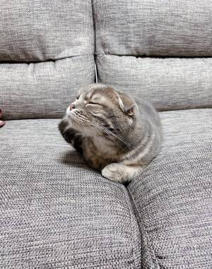 アゴをなでられ、気持ちよさそうな猫　急に手を止めると？　「可愛すぎる」「表情のギャップ」