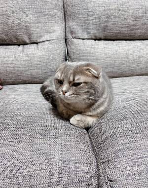 アゴをなでられ、気持ちよさそうな猫　急に手を止めると？　「可愛すぎる」「表情のギャップ」