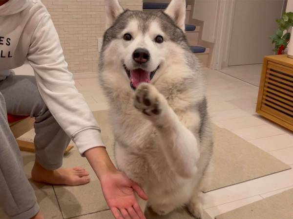 カメラ目線のシベリアンハスキーがお手をしようとした結果？　「癒された…」