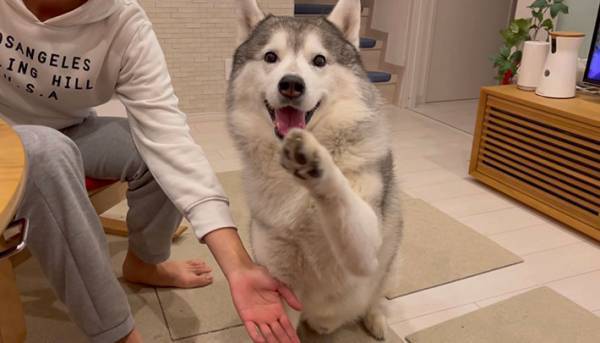 カメラ目線のシベリアンハスキーがお手をしようとした結果？　「癒された…」
