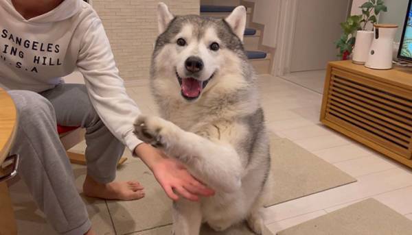 カメラ目線のシベリアンハスキーがお手をしようとした結果？　「癒された…」