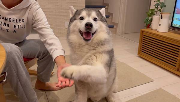カメラ目線のシベリアンハスキーがお手をしようとした結果？　「癒された…」