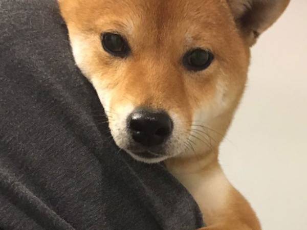 お風呂を嫌がる柴犬　飼い主への『抵抗』に「これは反則」