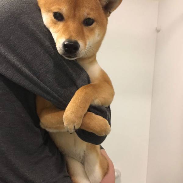 お風呂を嫌がる柴犬　飼い主への『抵抗』に「これは反則」