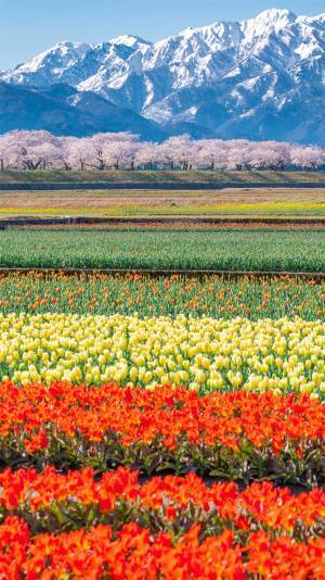 「富山が春に本気を出した」　Twitterに投稿された１枚に、息を呑む