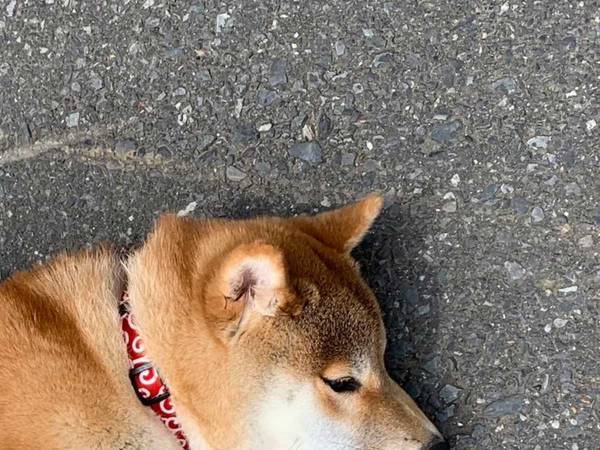 通りがかりのおじさんに「ストライキか！」といわれた女性　その理由がこちらです