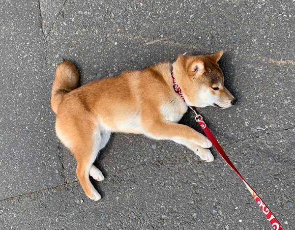 通りがかりのおじさんに「ストライキか！」といわれた女性　その理由がこちらです