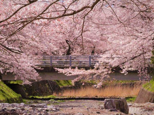 「ピンク色な写真が届きました」　タクシー会社職員が撮影した『４枚』に、うっとり