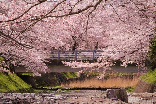 「ピンク色な写真が届きました」　タクシー会社職員が撮影した『４枚』に、うっとり