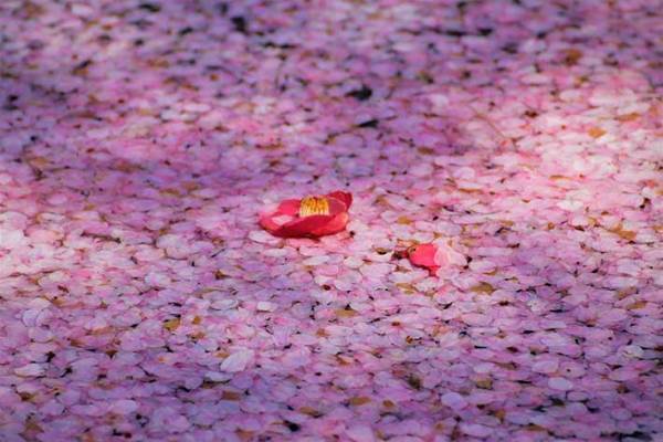 「ピンク色な写真が届きました」　タクシー会社職員が撮影した『４枚』に、うっとり