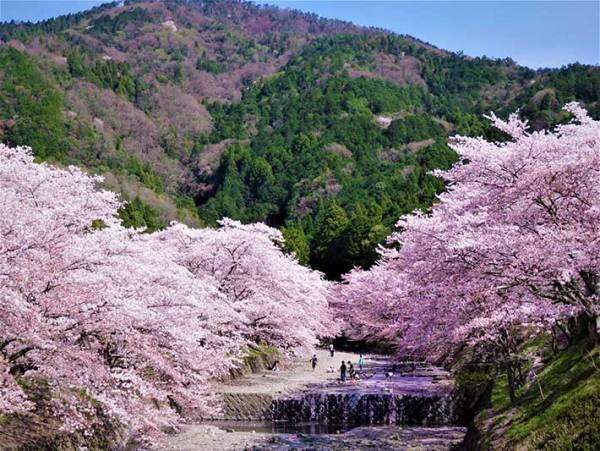 「ピンク色な写真が届きました」　タクシー会社職員が撮影した『４枚』に、うっとり