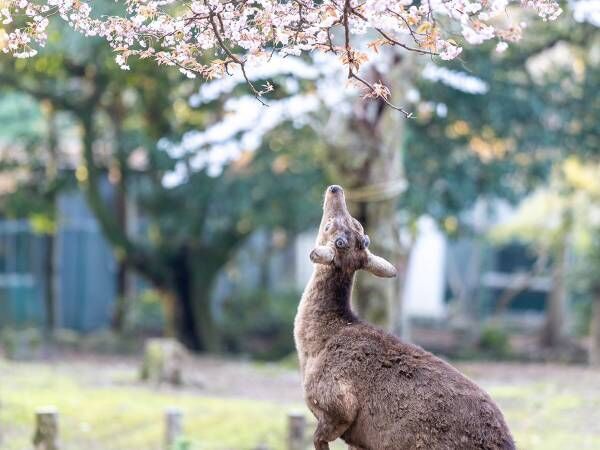 桜に顔を近付けるシカが次の瞬間…？　「素敵な写真」「かわいい」の声
