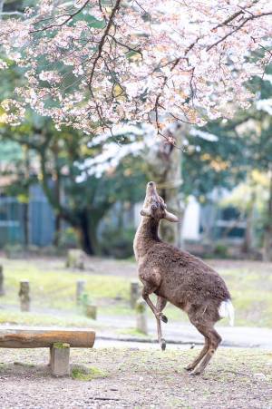 桜に顔を近付けるシカが次の瞬間…？　「素敵な写真」「かわいい」の声