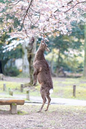 桜に顔を近付けるシカが次の瞬間…？　「素敵な写真」「かわいい」の声