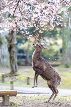 桜に顔を近付けるシカが次の瞬間…？　「素敵な写真」「かわいい」の声