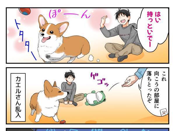 ボール遊び中、違うおもちゃを投げられたコーギー　その後の行動が可愛すぎた