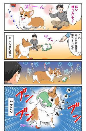 ボール遊び中、違うおもちゃを投げられたコーギー　その後の行動が可愛すぎた