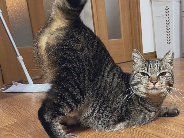お尻を上げてこちらを見つめる猫　何をアピールしているかというと…？