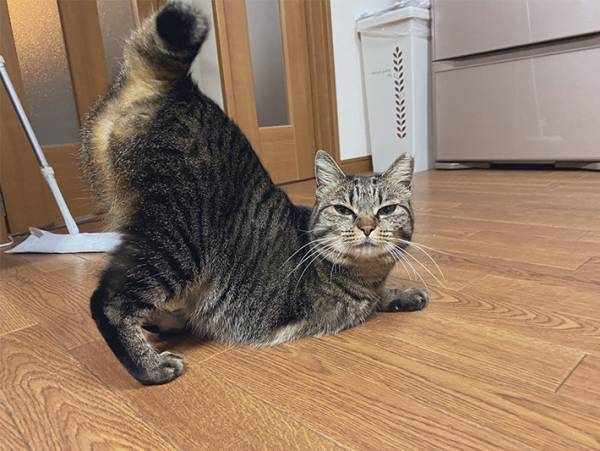 お尻を上げてこちらを見つめる猫　何をアピールしているかというと…？