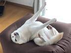 ソファに横たわる柴犬　独特すぎるポーズに、笑いがこみ上げる