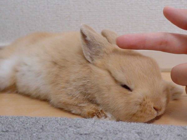 ウサギをなで続けると…　徐々に溶けていく３枚が話題に！