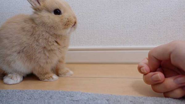 ウサギをなで続けると…　徐々に溶けていく３枚が話題に！