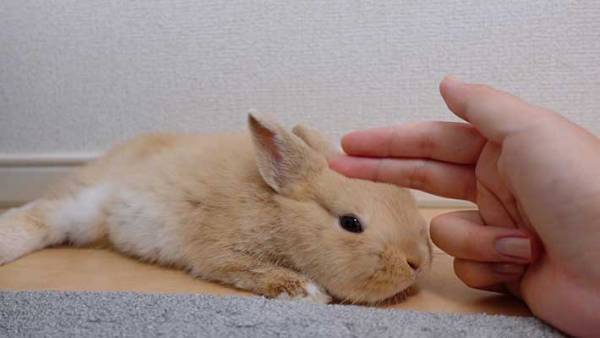 ウサギをなで続けると…　徐々に溶けていく３枚が話題に！