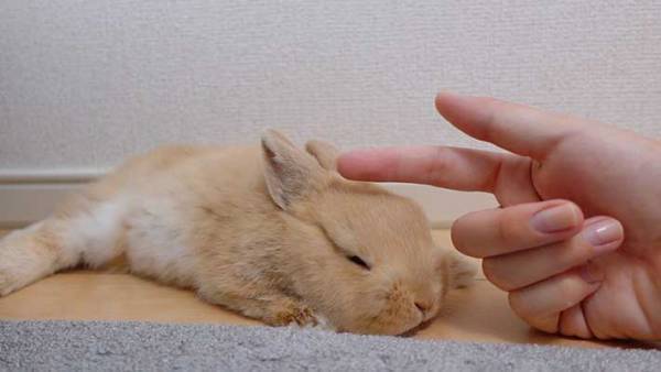 ウサギをなで続けると…　徐々に溶けていく３枚が話題に！