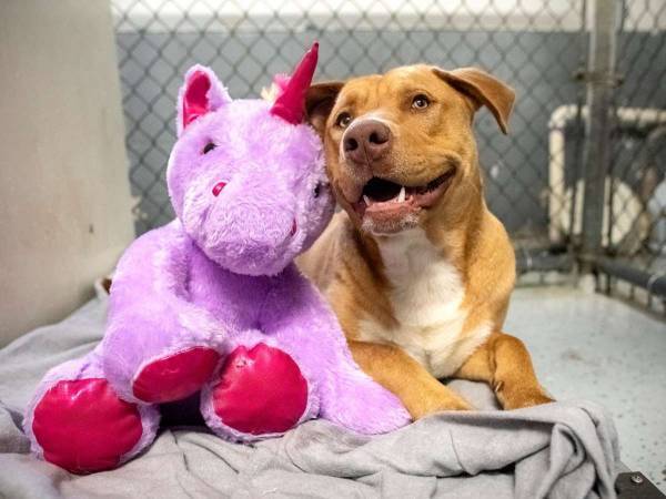 ５回も同じぬいぐるみを盗もうとした野良犬　最高の結末が待っていた