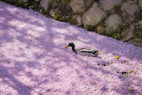 全身に桜をつけて大量の花筏をかき分けるカモの写真に反響　【全４枚】