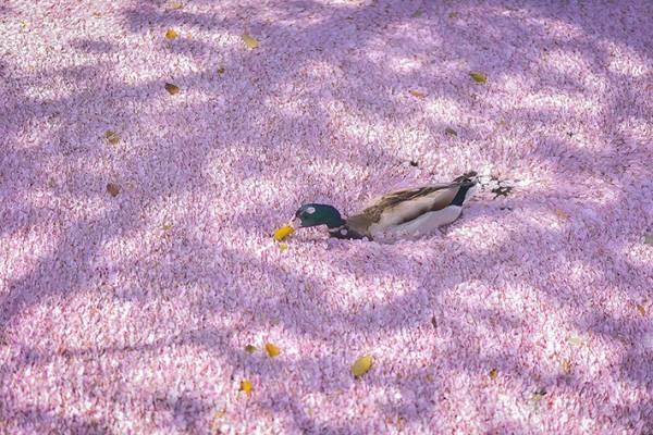 全身に桜をつけて大量の花筏をかき分けるカモの写真に反響　【全４枚】