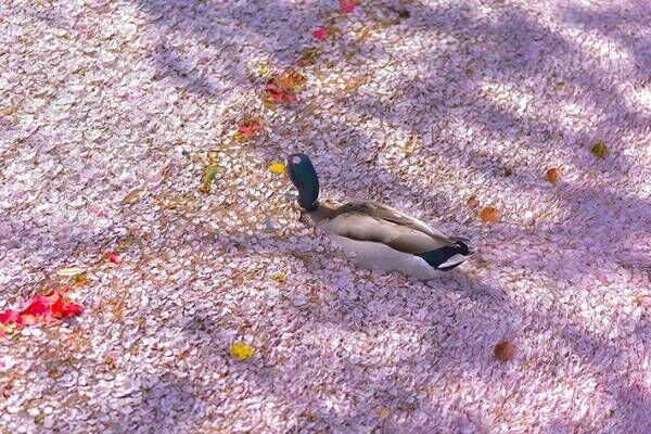 全身に桜をつけて大量の花筏をかき分けるカモの写真に反響　【全４枚】