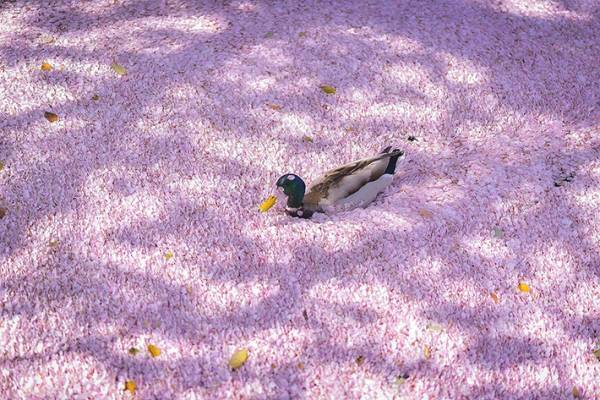 全身に桜をつけて大量の花筏をかき分けるカモの写真に反響　【全４枚】