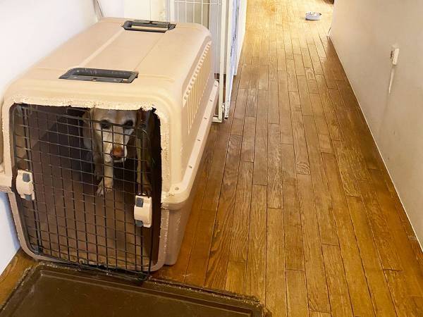 帰宅すると出迎えてくれるはずの犬が、ハウスから出てこない理由に「やめてもらいたい」