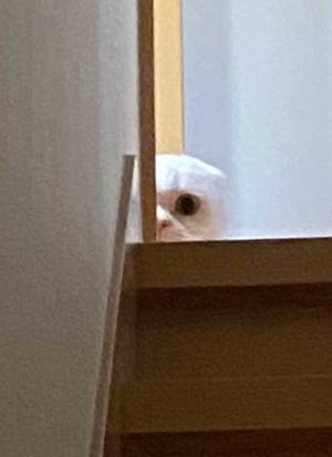 エアコンの取り付け工事中、猫の姿がないと思ったら…？