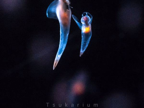 『流氷の天使』の呼び名は、どこへ！？　捕食時のクリオネが衝撃的