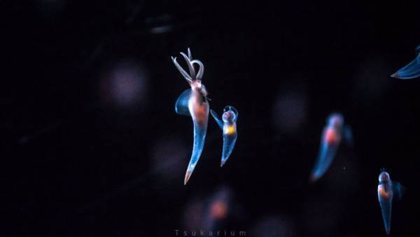 『流氷の天使』の呼び名は、どこへ！？　捕食時のクリオネが衝撃的