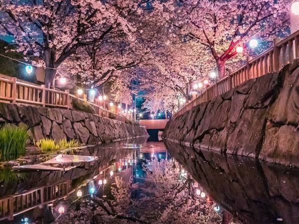 夜、香川県の住宅街に現れる『夜桜』　とらえた３枚に心奪われる