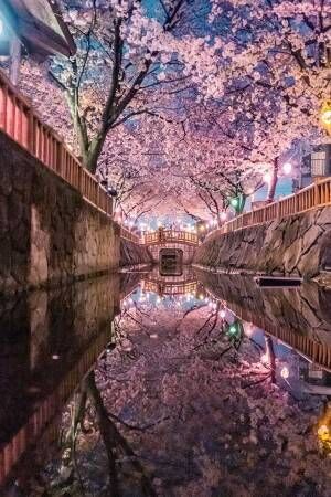 夜、香川県の住宅街に現れる『夜桜』　とらえた３枚に心奪われる