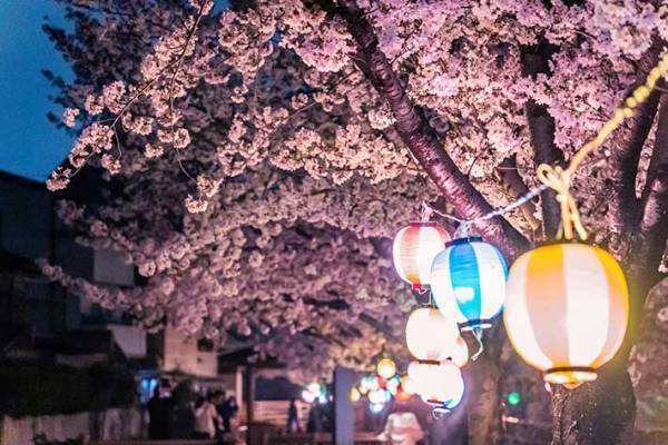 夜、香川県の住宅街に現れる『夜桜』　とらえた３枚に心奪われる