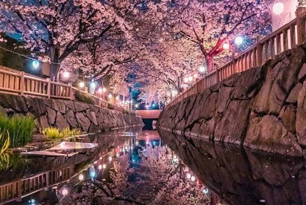 夜、香川県の住宅街に現れる『夜桜』　とらえた３枚に心奪われる