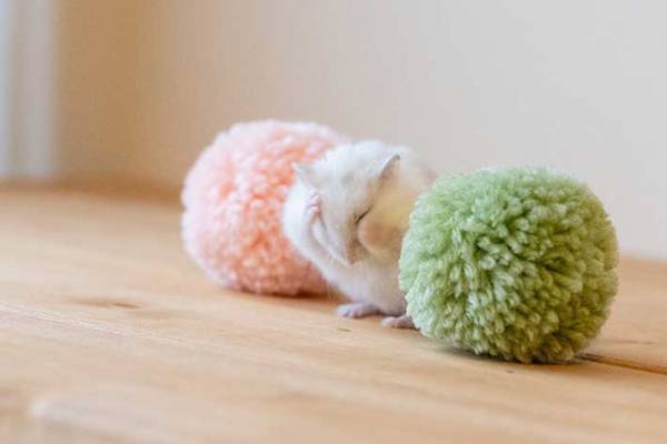 三色団子になるハムスター　とらえた４枚がかわいすぎると話題に！